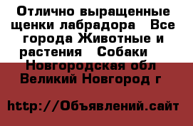 Отлично выращенные щенки лабрадора - Все города Животные и растения » Собаки   . Новгородская обл.,Великий Новгород г.